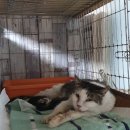 형제그린 이미지