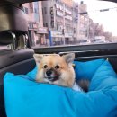스윗테일 이미지