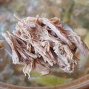 궁리토종닭백숙 이미지