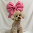 쑝이네 애견샵 이미지