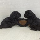 이실버