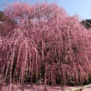 수양홍매화 나무 이미지