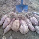 다산농장 2 이미지