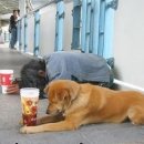 개팔자 상팔자 이미지