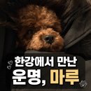 한강동물병원 | [유기견 입양후기] 한강에서 운명처럼 만난 우리 집 마루🐶