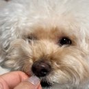 리틀바이트 | 강아지 영양 간식 추천 리틀포우 텐바이트 5종 후기