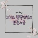 <경기 평택시 용이동> 2026년 평택대학교 벚꽃축제, 31번째 벚꽃 소풍 방문 후기!