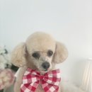 단비네 애견미용 이미지