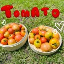 🍅 맛있는 토마토를 수확했어요! 🍅 이미지