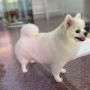 헤이라딘 | 파이 결제 매장 헤이라딘 충남 애견 미용실