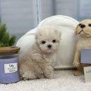 앙쥬펫 강아지분양 은평구점 이미지