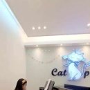 피아노치는고양이학원 이미지