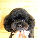 뽀독 애견 미용 이미지