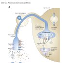 근육통 기전(Muscle pain) 이해를 위한 Adenosine Triphosphate and Adenosine Receptors and Pain 이미지