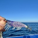 해원호 | 한치낚시 - 피싱 메이트 오모 이카메탈 베이트 로드 사용기(진해 경화낚시, 해원피싱)