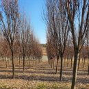 나무농장 이미지