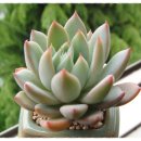 우혁농장 이미지