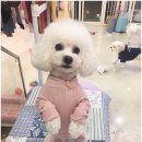 제니스펫하우스 이미지
