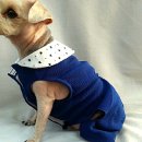 서구애견센타 이미지