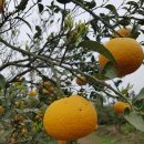 하귤과보리 이미지