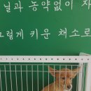 콩보다조