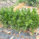 손해평가사 1차 - 재배학 및 원예작물학 이미지