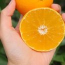 청년농수산