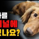 꽃길만 걷게 해줄'개' 이미지
