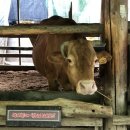 송암목장 이미지