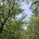 단산포도식당 | 김천 직지사 / 김천 직지사 맛집 단산가든