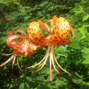 부용농장 이미지