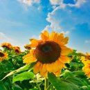 해바라기 이미지