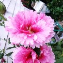 호야암소한마리 이미지