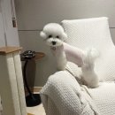 땡큐 펫 살롱 이미지