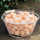 행복하닭 이미지