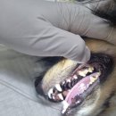 문정힐스 동물병원 | [송파/문정동/자곡동 동물병원] 2살 포메라니안 치아관리와 스케일링 문정힐스동물병원
