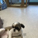 루틴펫살롱 | 광주 첨단 애견미용실 핫도그 펫살롱 시츄 미용