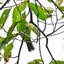 Lesser Green Leafbird ( Famle ) 이미지