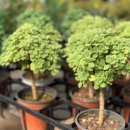 개정꽃농원 이미지