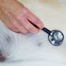 이스턴동물병원 이미지