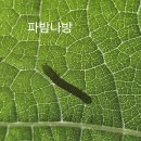 파밤나방 이미지