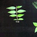 피보나치 이미지