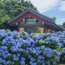 수국맞이 제주도 이미지