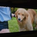 개아범 | TVN드라마 <프로보노> 2화 시청 솔직후기