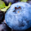 블루베리 이미지
