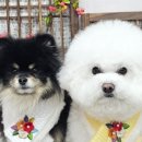 포동펫살롱 이미지