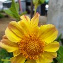 마이 달리아 이미지