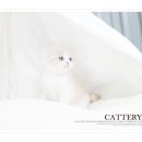 폴캐터리 이미지