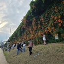 신양초등학교 | 서울 데이트 추천! 뚝섬 한강공원 능소화 실시간 개화 상황, 주차장 어디? 주차비까지 완벽 정리