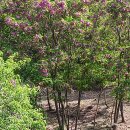 양평쉬자파크 이미지